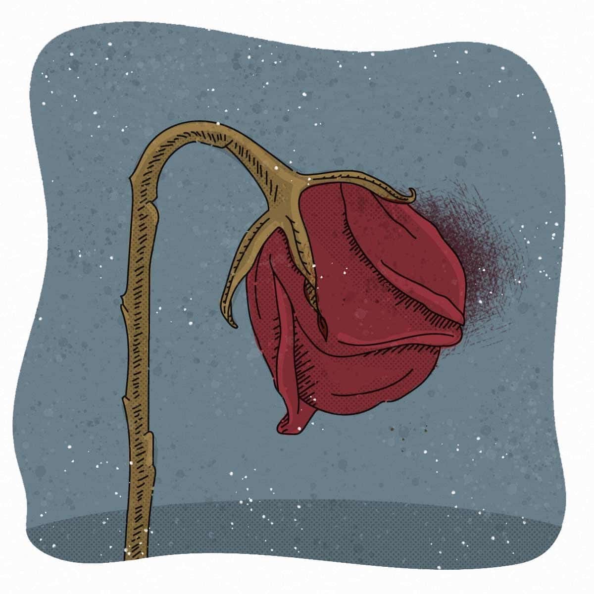 Ilustración de rosa marchita